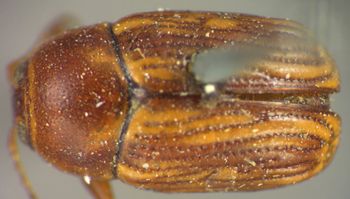 Media type: image;   Entomology 8397 Aspect: habitus dorsal view